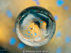 Blue spotted stingray. by Mehmet Salih Bilal 